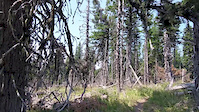 VOTR Cooks Meadow