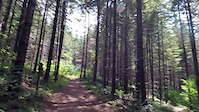 VOTR Stub Stewart State Park