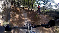 the primavera forest.
