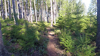 VOTR Bells Mountain
