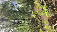 Downed Tree Gap