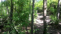 Rooty trail