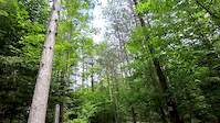 Lindsay Tract Trail - Take it easy