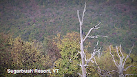 BC 14: Wild Turkey