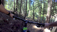 Going down Xylem!