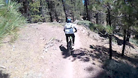 pinos