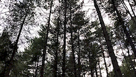 Chicksand Bike Park — Flow Line