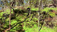 Fox creek