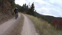 Bull Moose Sighting