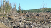Cedar Dust Pro Jump Line