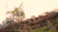 Snail Edit