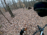 Buttons, Trail Dog in Training, Ridgecrest, Norris