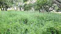 Tito Tim on the loose in WD mini Flow trail