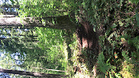 Macho Mango Berm