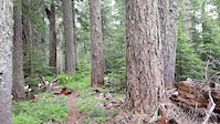 Boppin' thru the big woods up high