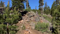 shredding lone wolf