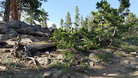 Alt line on Reroot - The Rock Garden