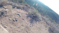 Rattlesnake