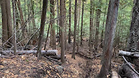 October loam & leaves.