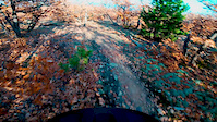 head to tree