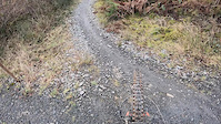 Hazel/Builth