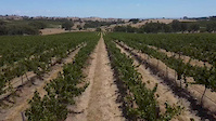 Biking the Barossa
