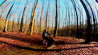 Morning on local trail