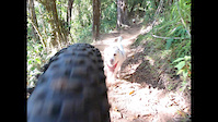 Adventure park with dogs.