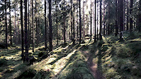 view of environment