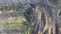 DH Root Section on Browns Camp Loop Trail