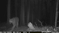 Cougar