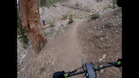 Bristlecone
