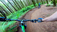 Tree Crash