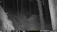 Bear on Freefall