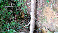 Bald Eagle - Active drain near Helsley Court