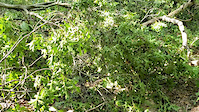 Tropical Storm Isaias Aftermath