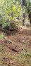 Rolling Bush Chook