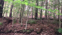 End of Pinky Toe Pine Hill Trail System