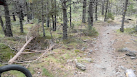 Osséja forest