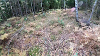 Hårdnackad