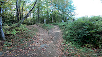 into the woods on Jake's