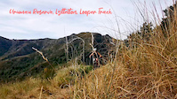 Urumau Reserve,Lyttelton, Looper Track