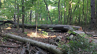 Big Log Skinny