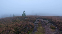 A foggy november day up scolty