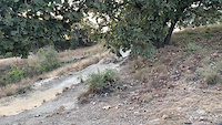 Meseta
