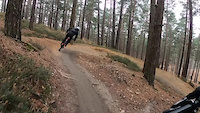 Swinley Forest