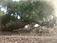tree jump fail