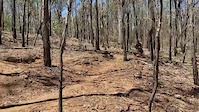 Treedom Tree Jump