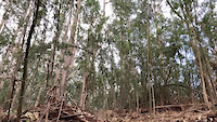 Palheiros