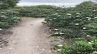 Sendero Los Quemados lleno de flores de jara y...
